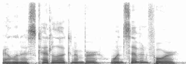 キヅタアメリカムシクイ（coronata） - ML174375