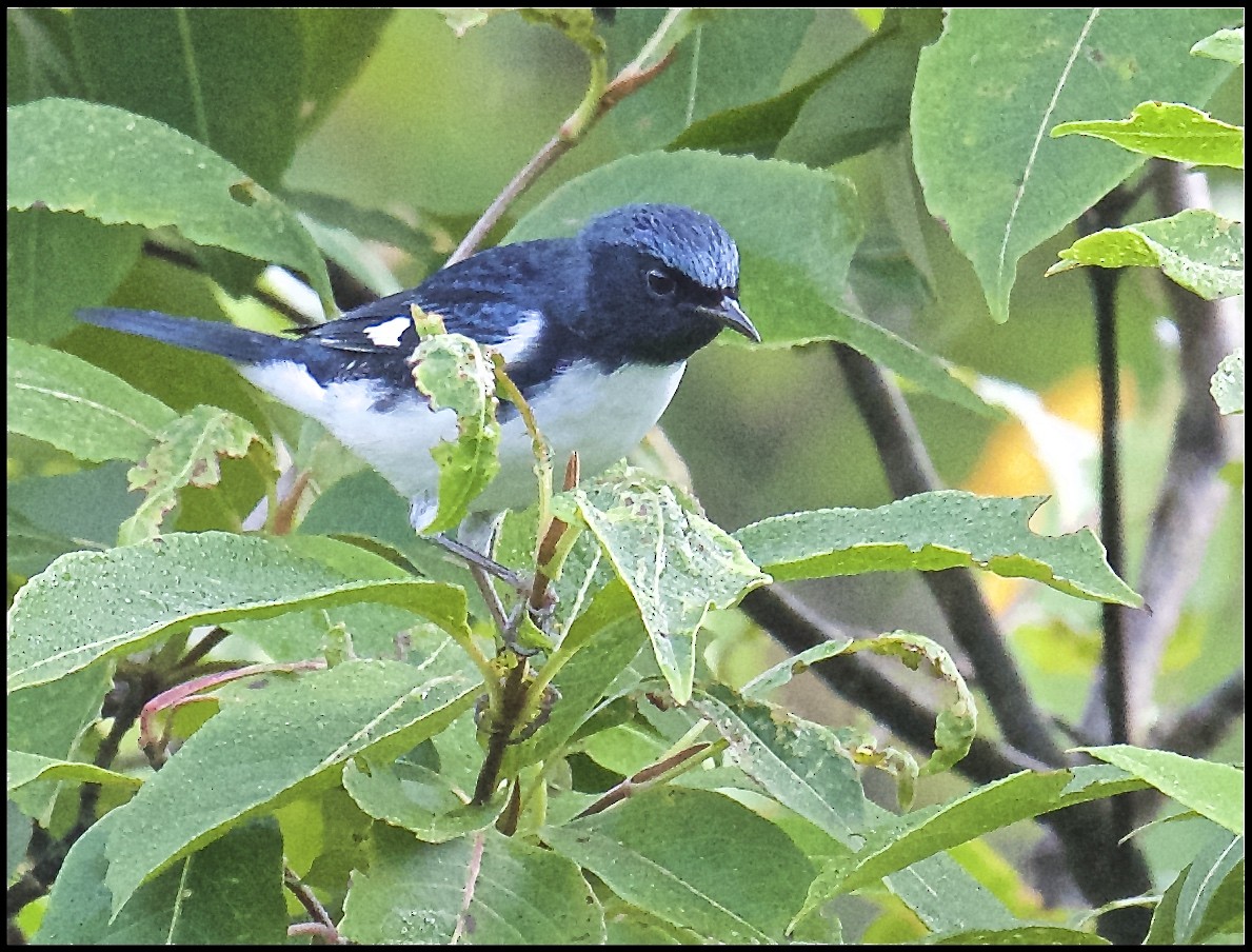 Black-throated Blue Warbler - ML174375831