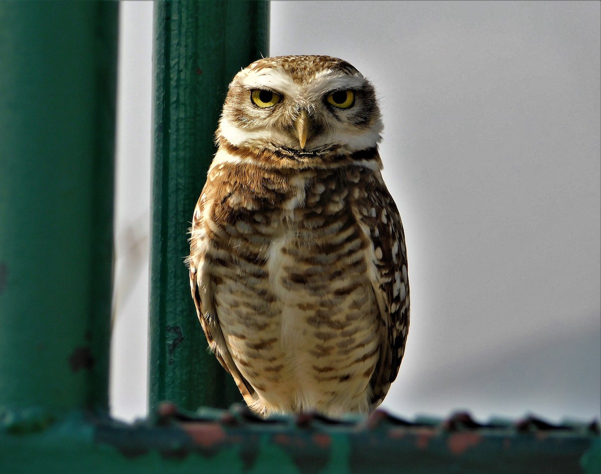 Burrowing Owl - Nicolás Bejarano