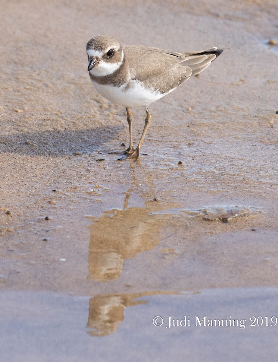 Semipalmated Plover - ML174385421