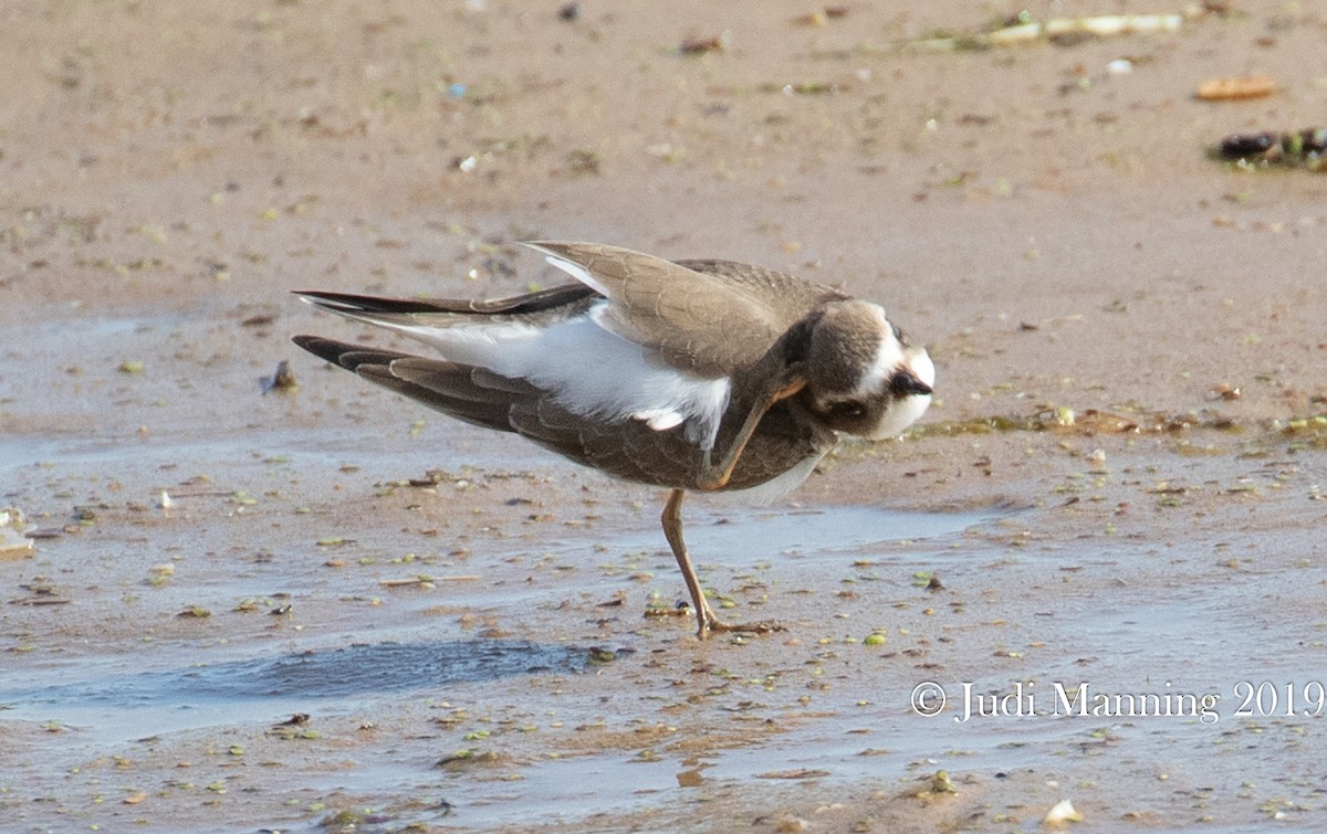 Semipalmated Plover - ML174385431