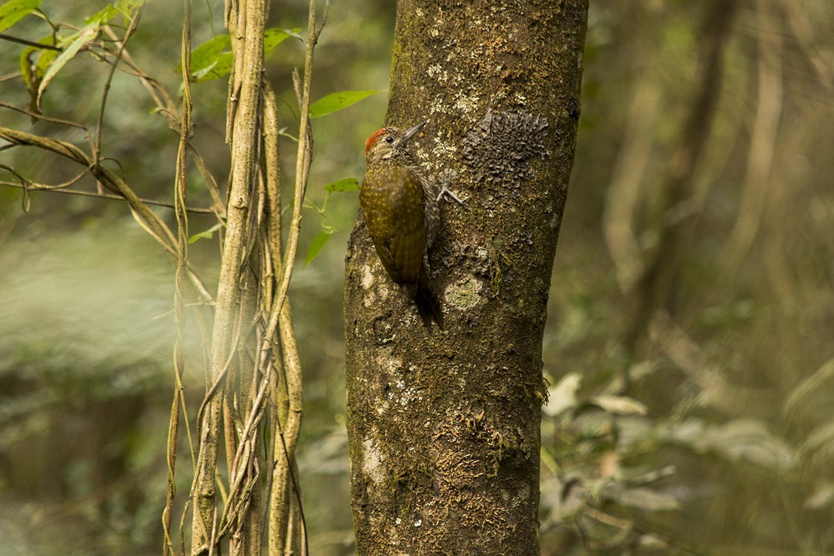 Dot-fronted Woodpecker - ML174386441