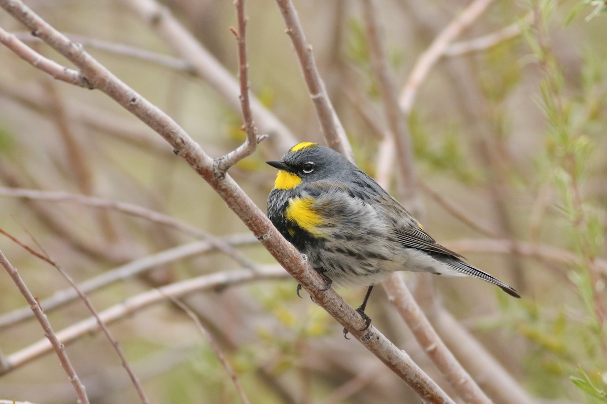 Yellow-rumped Warbler (Audubon's) - ML174389661