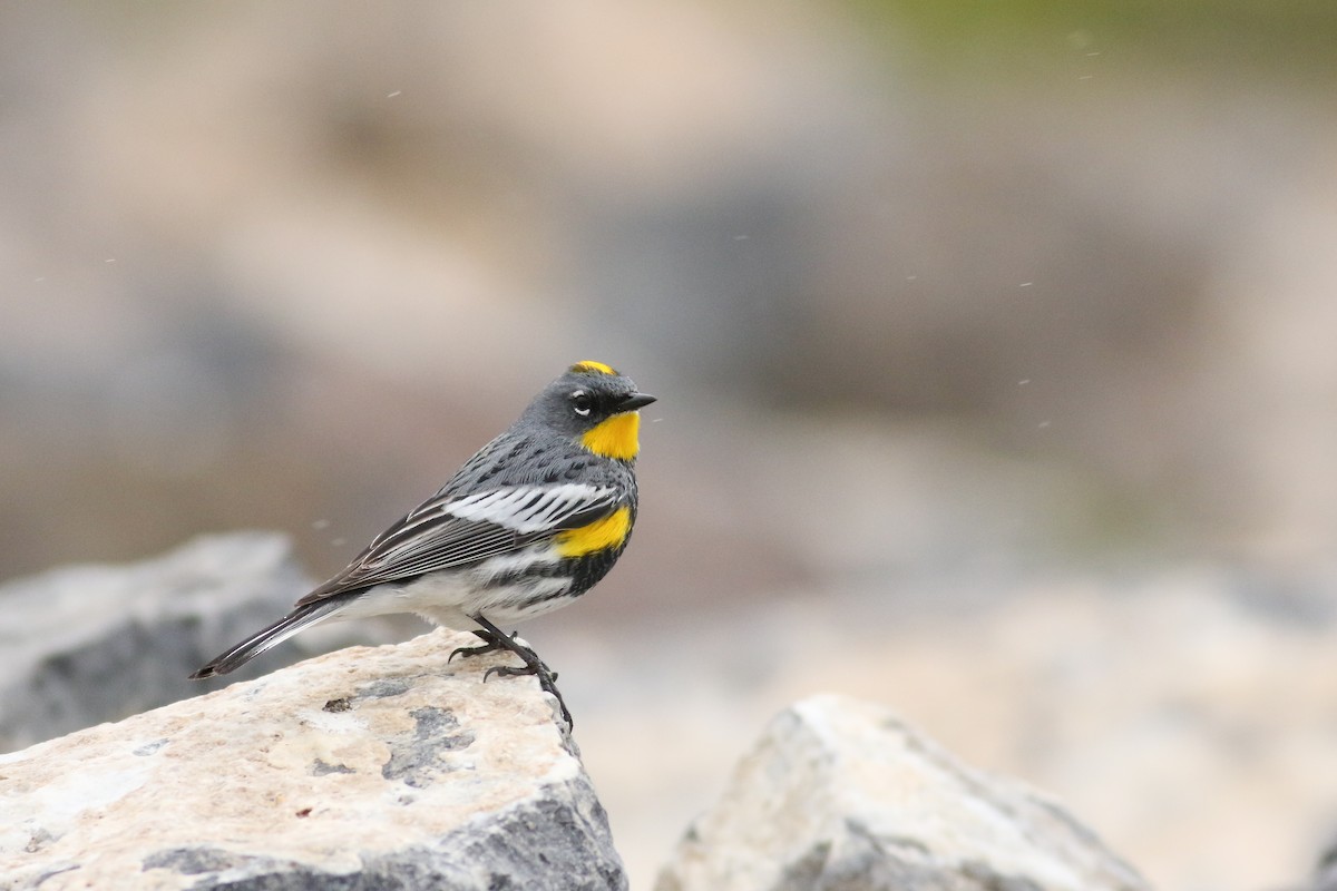 Yellow-rumped Warbler (Audubon's) - ML174389681