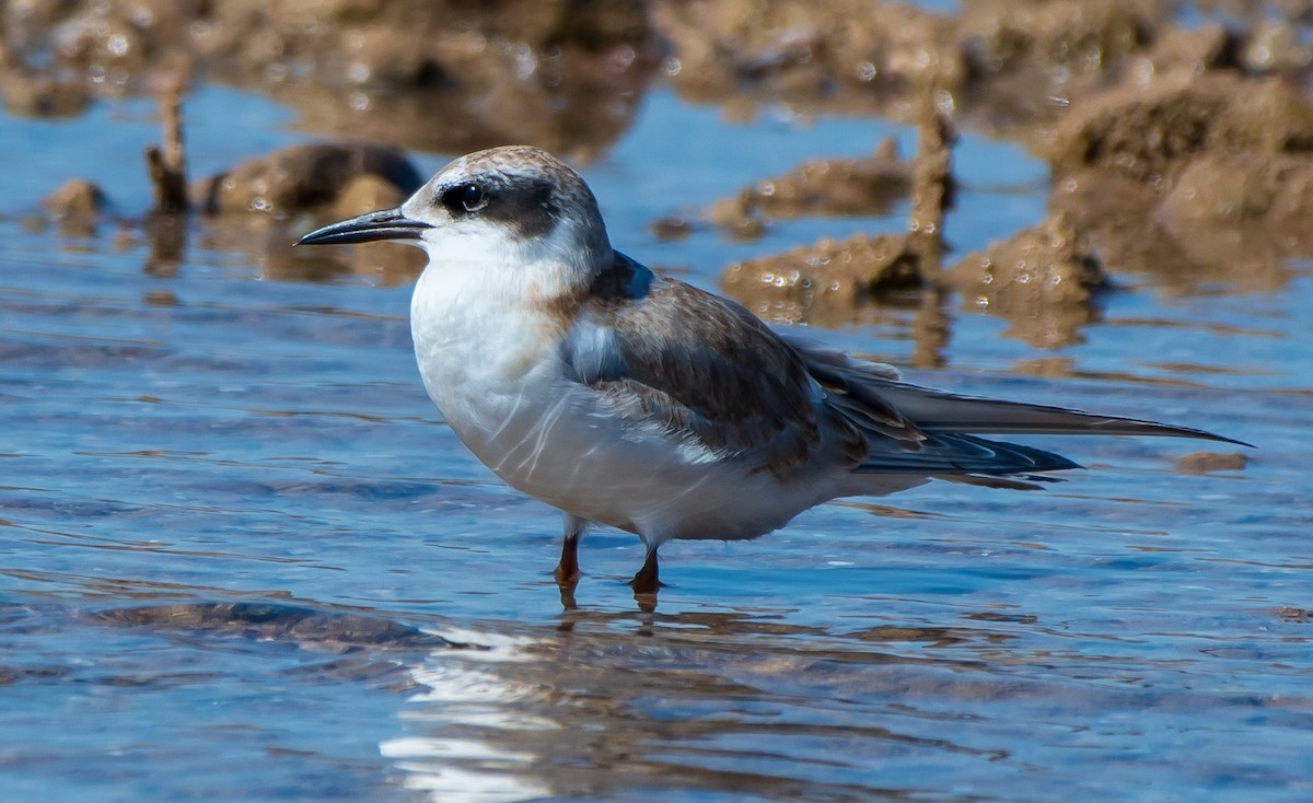 Forster's Tern - Mary McSparen