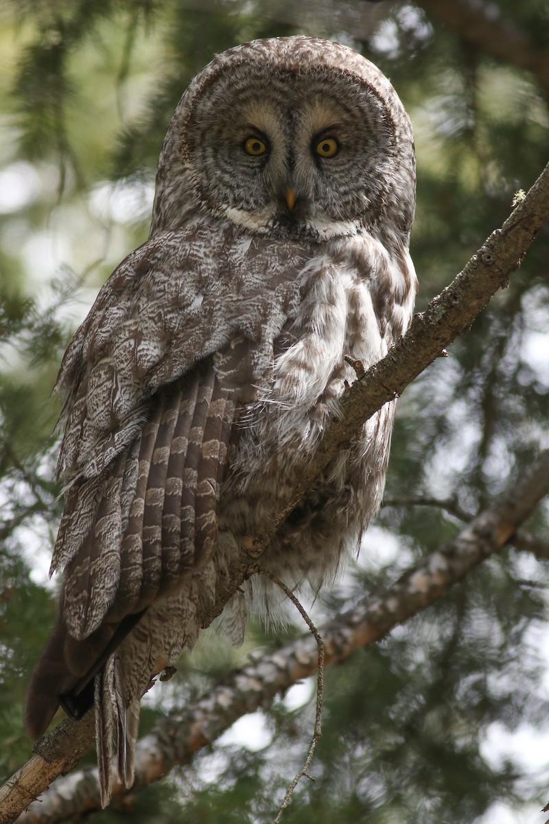 Great Gray Owl - Jonathan Eckerson