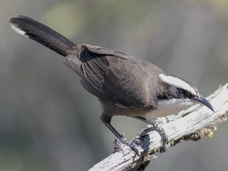 Hall's Babbler - eBird