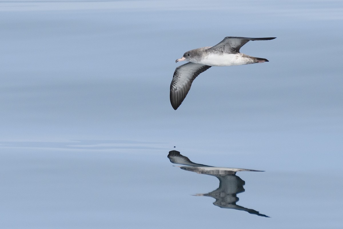 Pink-footed Shearwater - ML174398771