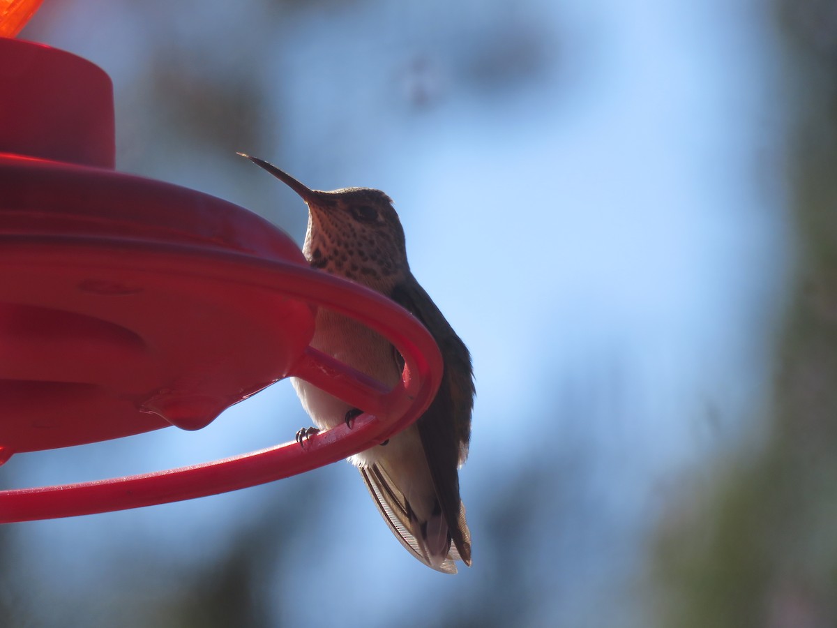 Calliope Hummingbird - ML174399951