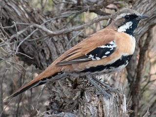  - Western Quail-thrush