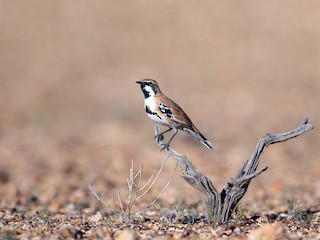 Macho - Laurie Ross | Tracks Birding & Photography Tours - ML174401141