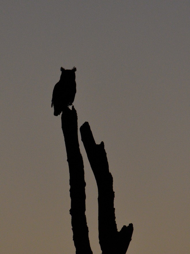 Great Horned Owl - Vern Wilkins 🦉