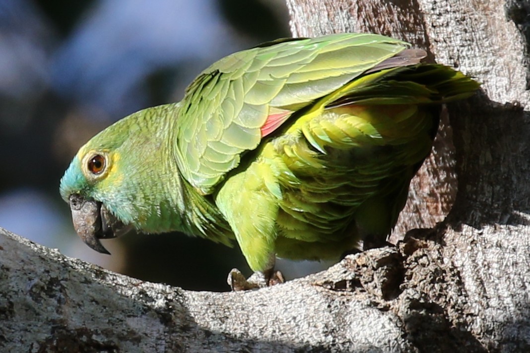 Turquoise-fronted Parrot - Jeffrey Anderson