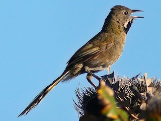  - Western Whipbird (Black-throated)