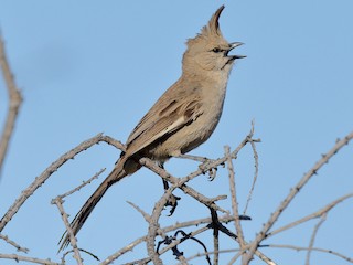  - Chiming Wedgebill