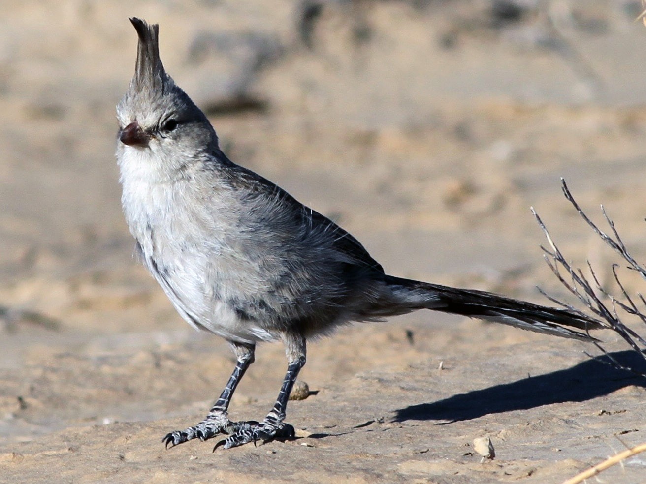 Chirruping Wedgebill - Chris Wiley