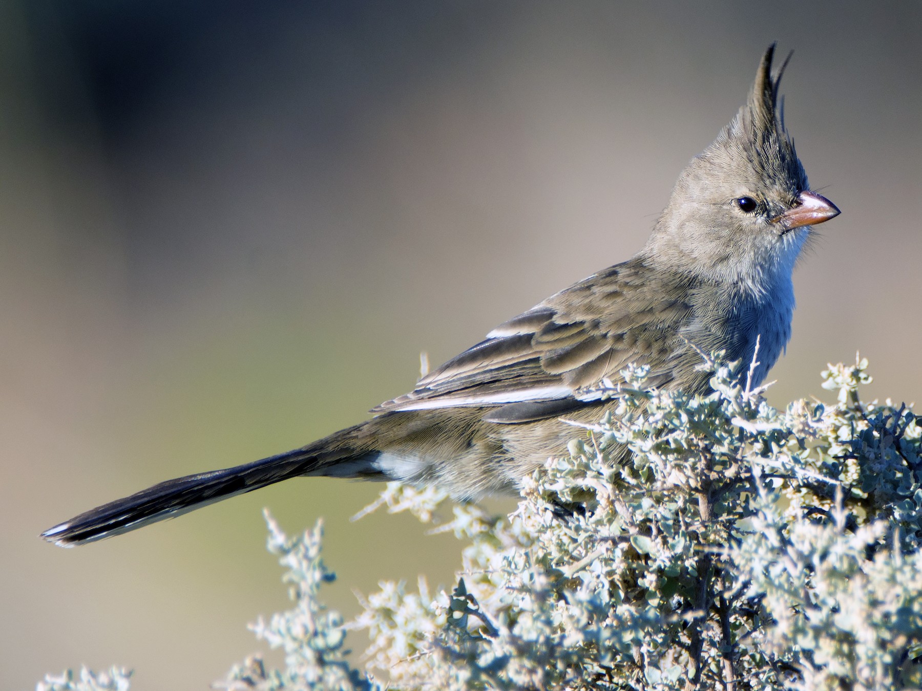 Chirruping Wedgebill - Nik Mulconray