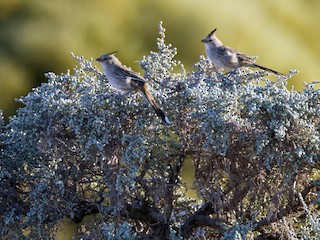 Chirruping Wedgebill - eBird