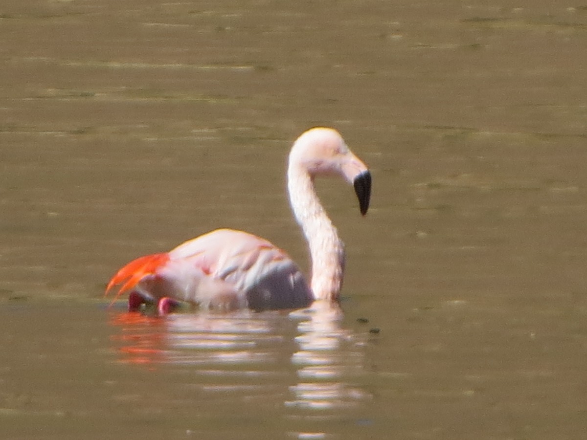 Chilean Flamingo - Nelson  Contardo