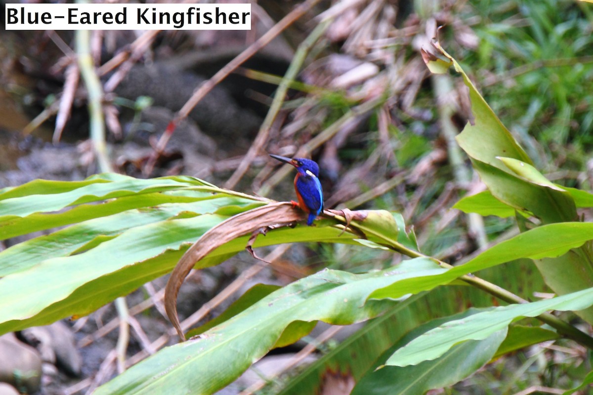 Blue-eared Kingfisher - Butch Carter