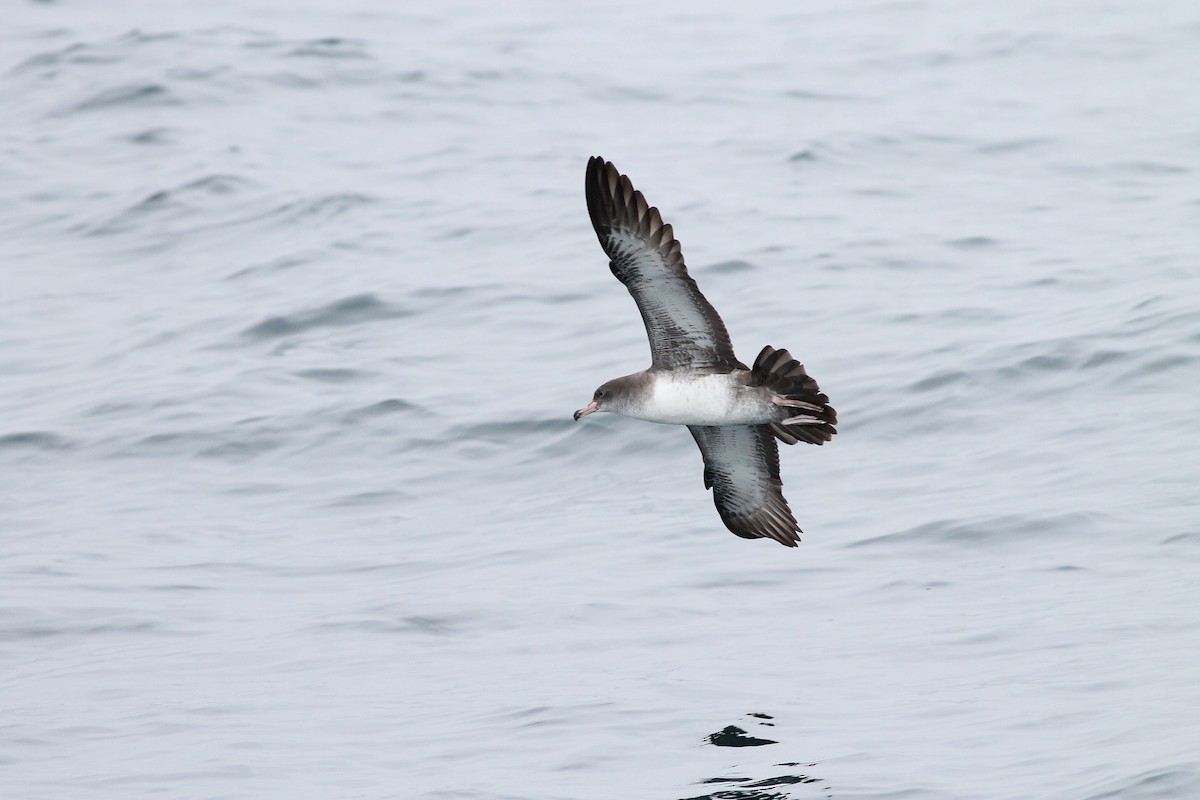 Pink-footed Shearwater - Justin LeClaire