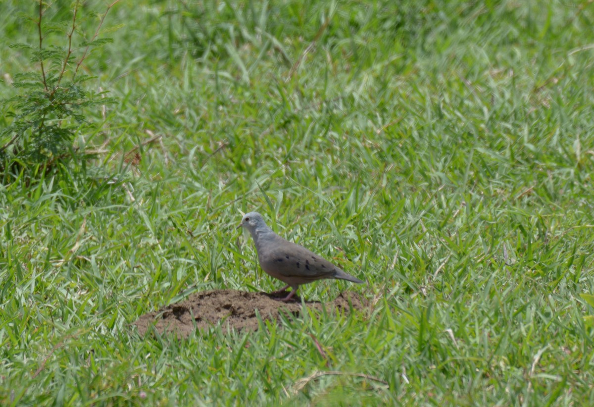 Plain-breasted Ground Dove - ML174411301