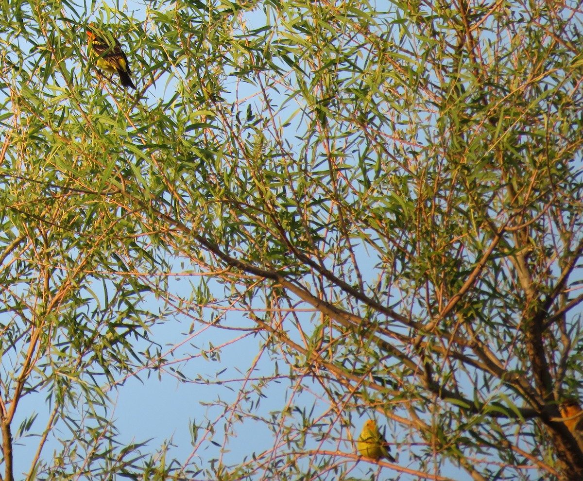 Western Tanager - ML174413251