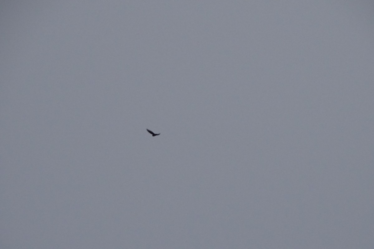 Indian Swiftlet - ML174415421
