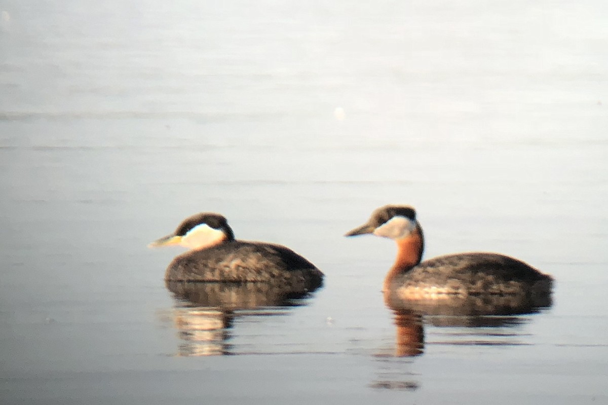 Red-necked Grebe - ML174418421