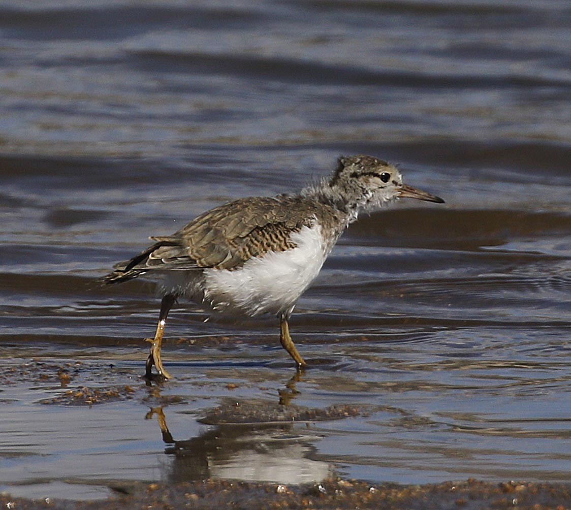 Spotted Sandpiper - Cathy Sheeter