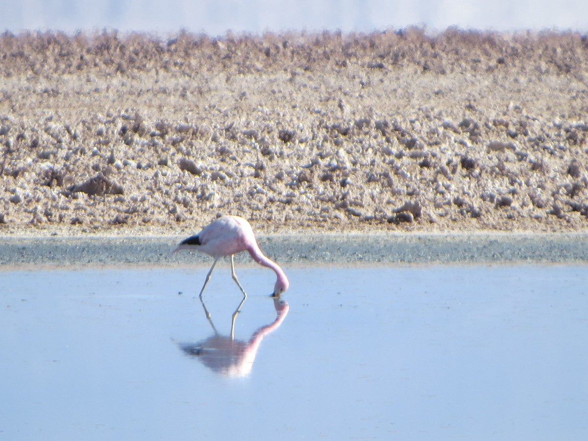 Andean Flamingo - Nelson  Contardo
