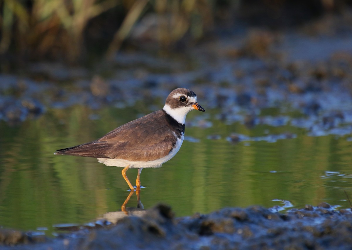 Semipalmated Plover - ML174419811