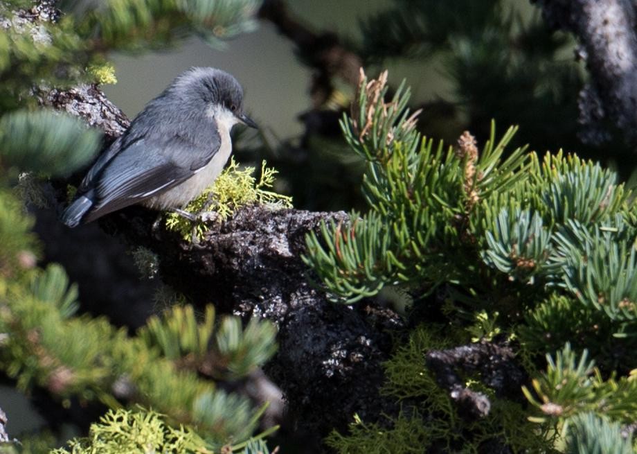 Ebird Checklist - 27 Aug 2019 - Bridger Bowl Hawk Watch - 20 Species