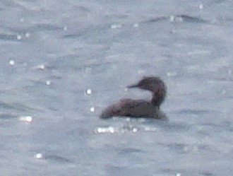 Red-necked Grebe - ML174425281