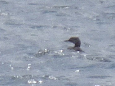 Red-necked Grebe - ML174425291