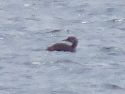 Red-necked Grebe - ML174425301