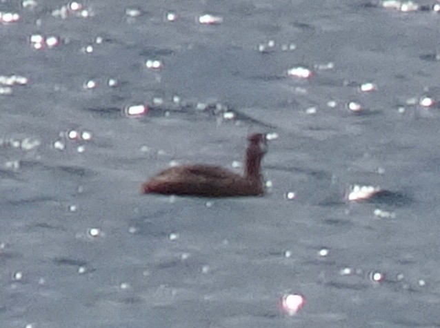 Red-necked Grebe - ML174425361