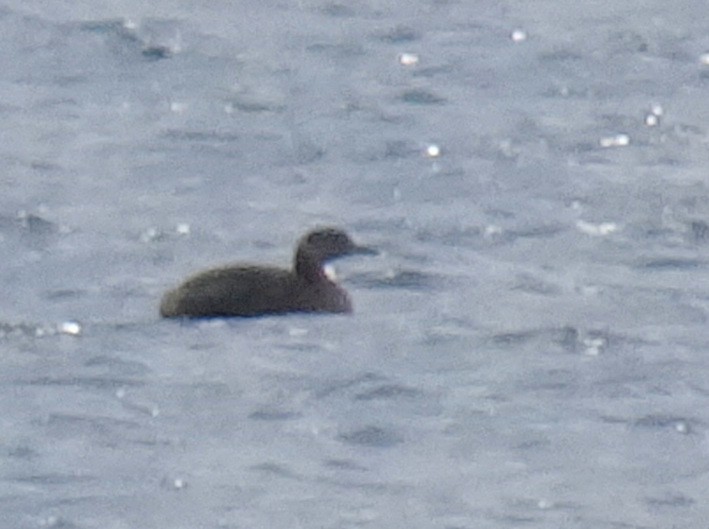 Red-necked Grebe - ML174425371