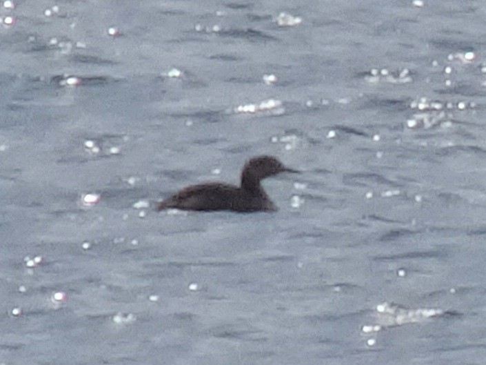 Red-necked Grebe - ML174425381