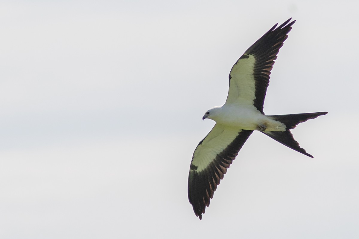 Swallow-tailed Kite - Tom Blevins