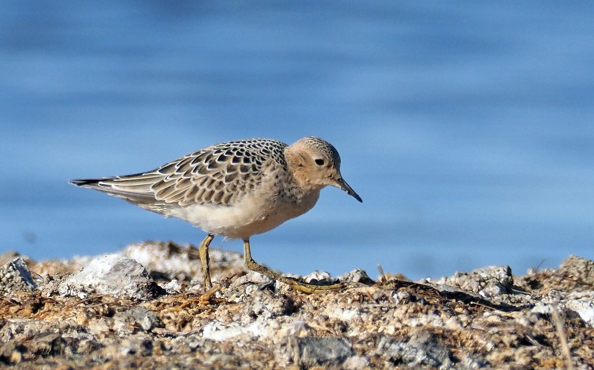 Buff-breasted Sandpiper - Andrew Spencer