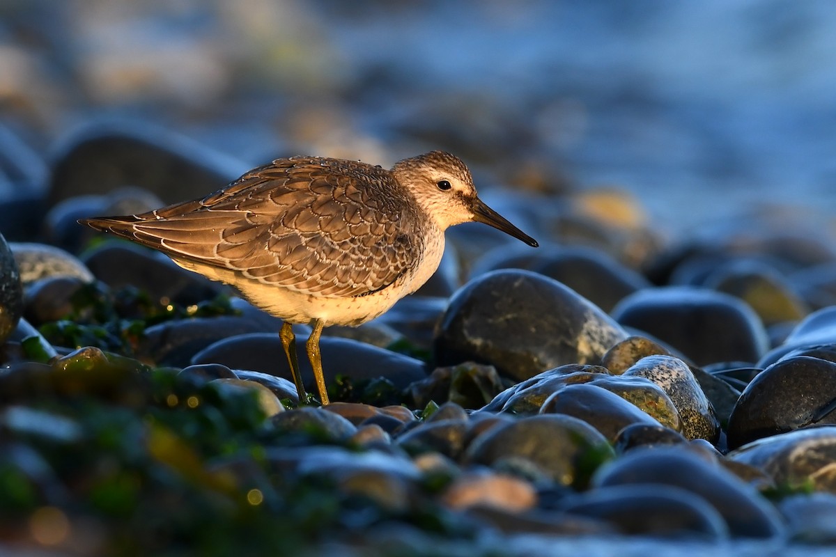 Red Knot - ML174437471