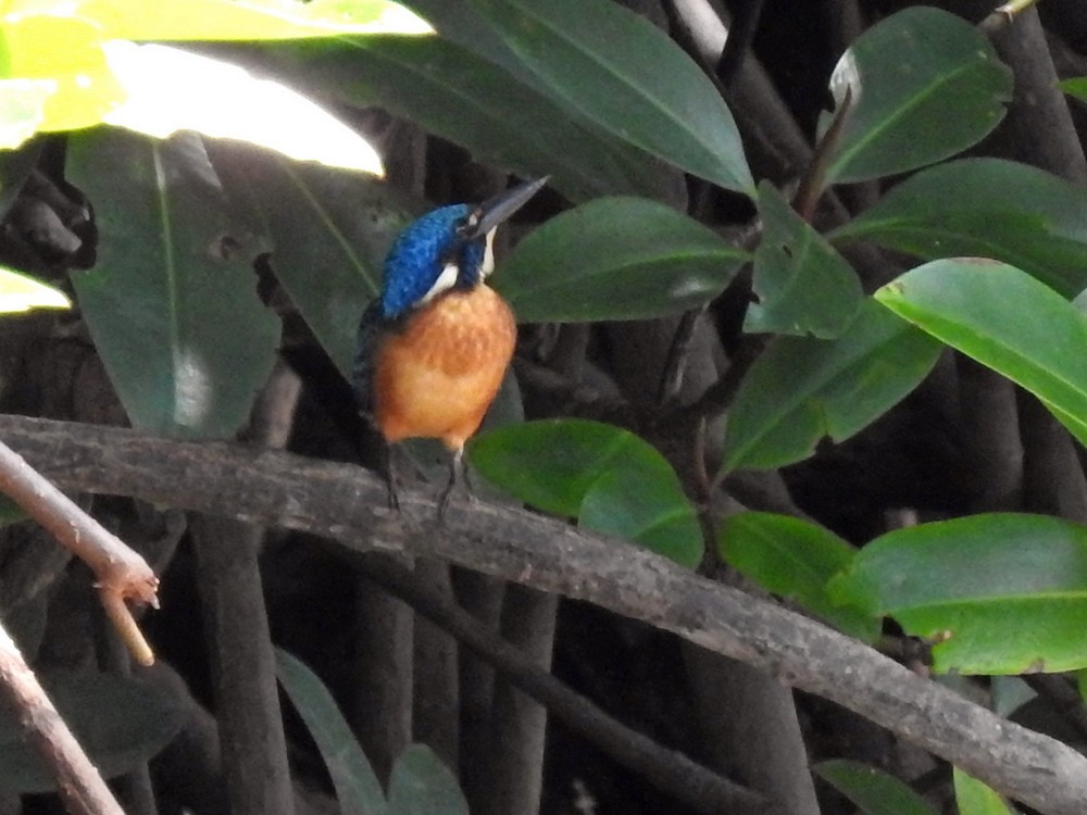 Common Kingfisher (Cobalt-eared) - Wibowo Djatmiko