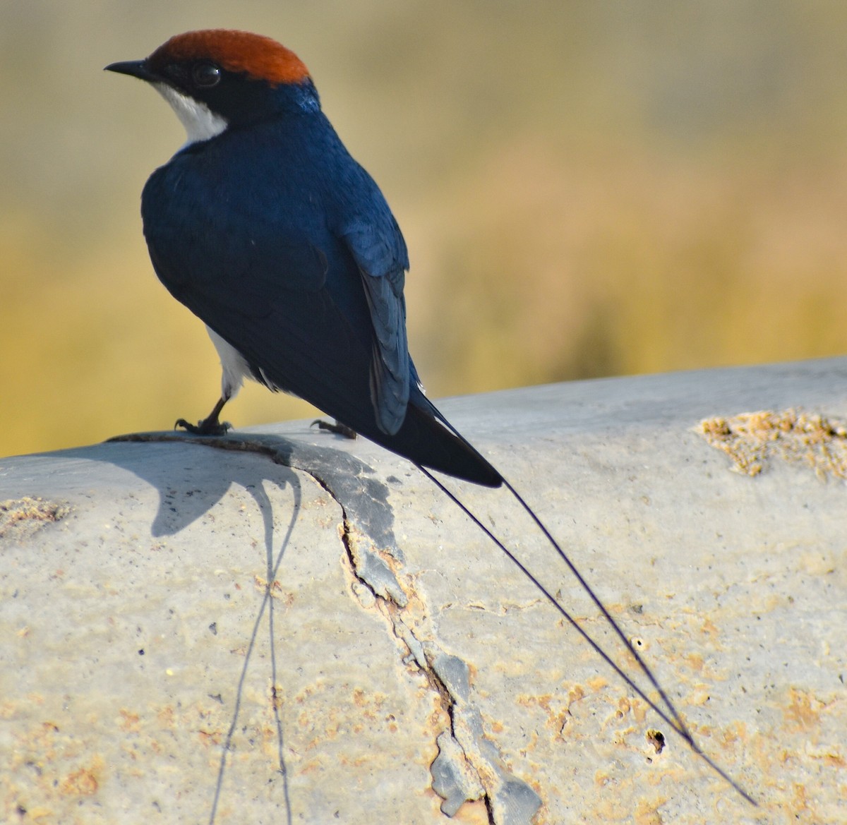 Wire-tailed Swallow - Raju Soni