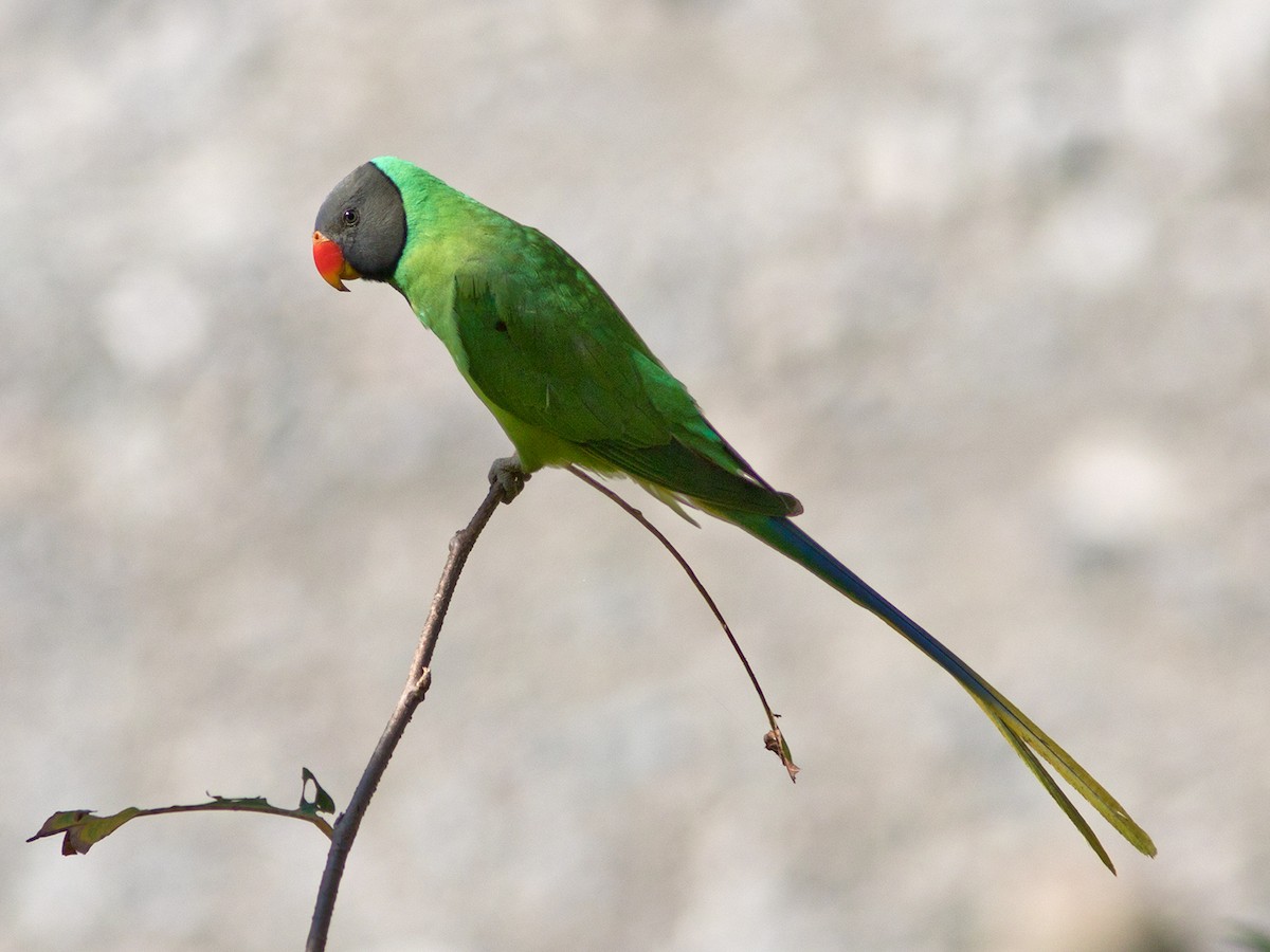 Slaty-headed Parakeet - Garima Bhatia