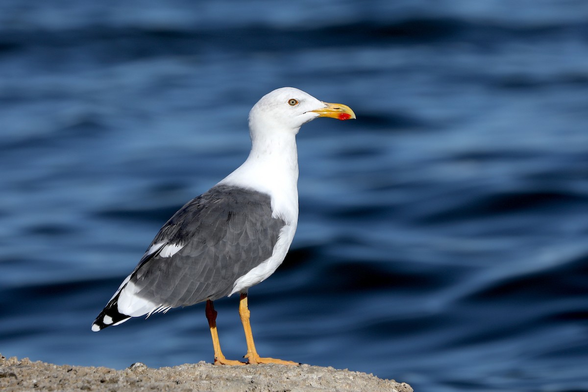 Yellow-footed Gull - ML174445801