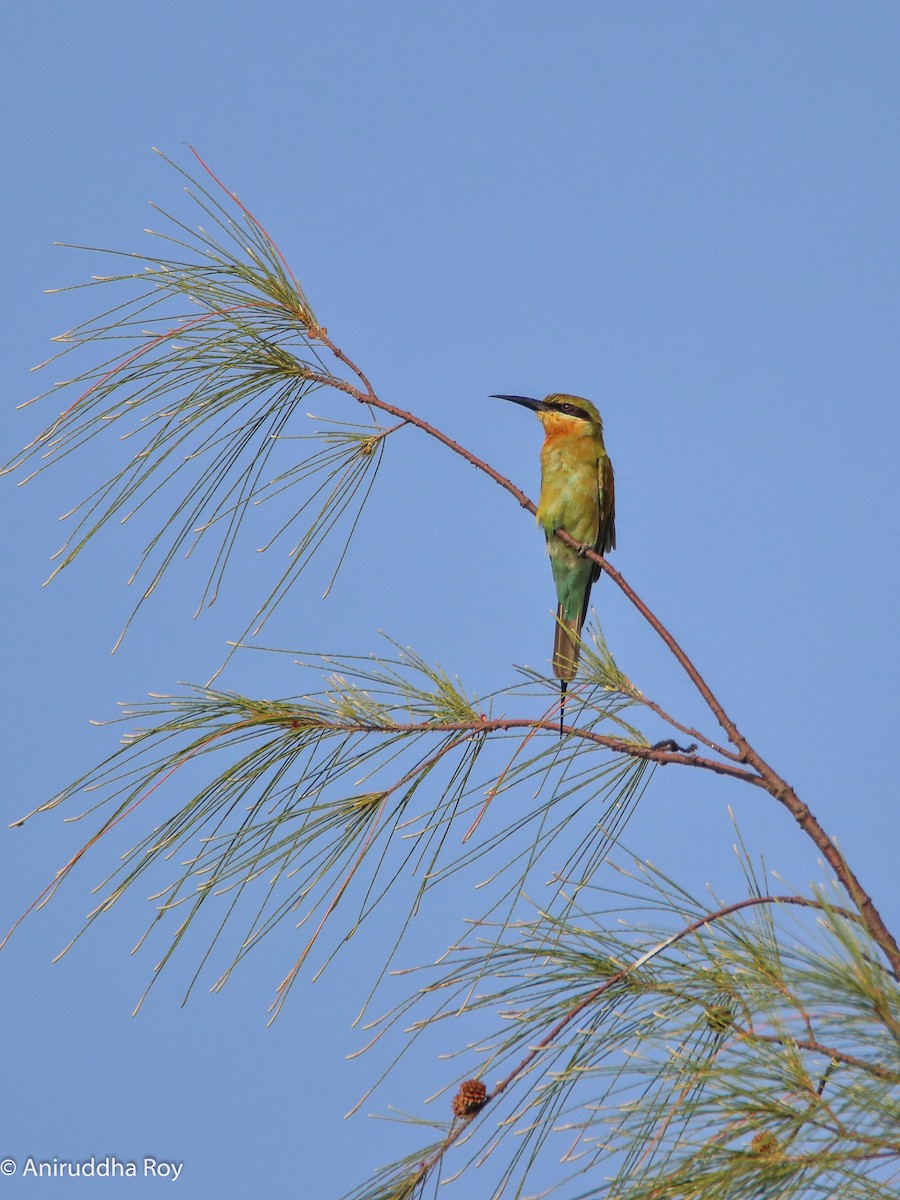 Blue-tailed Bee-eater - Aniruddha  Roy