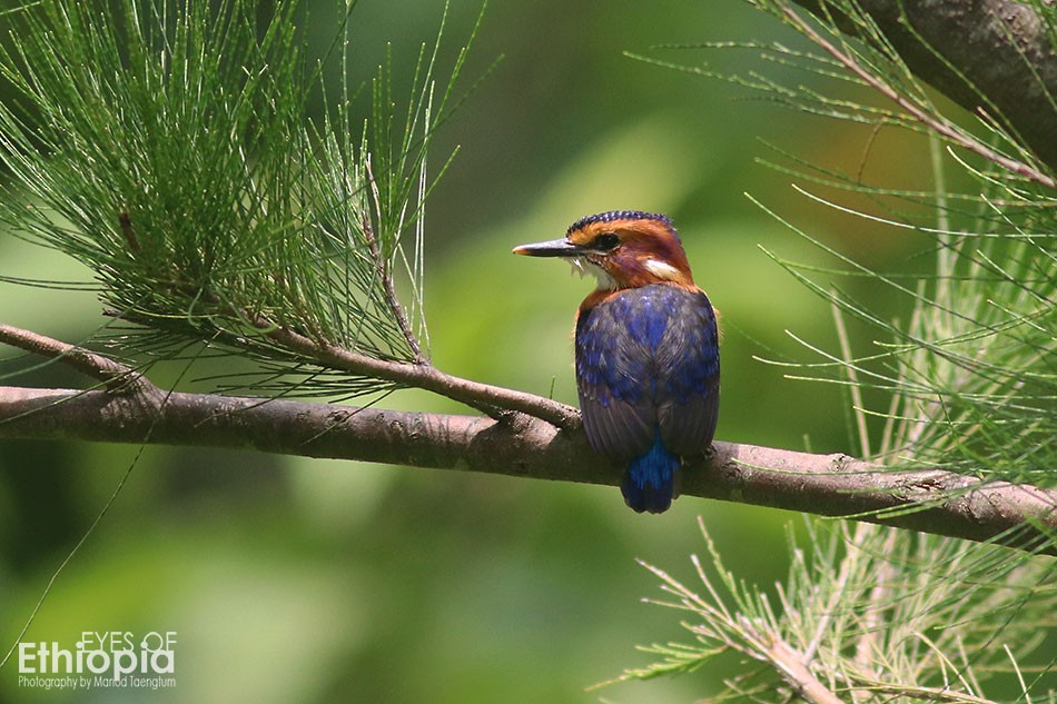 African Pygmy Kingfisher - Manod Taengtum