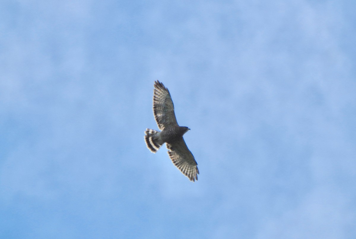 Broad-winged Hawk - Kalin Ocaña
