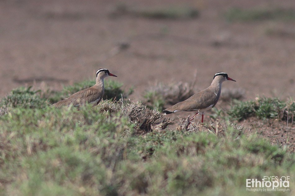Crowned Lapwing - ML174449041